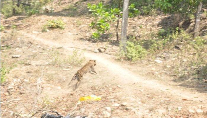 প্রায় ৩ ঘণ্টার চেষ্টায় রায়গঞ্জে আটক করা হল চিতাবাঘ প্রায় ৩ ঘণ্টার চেষ্টায় রায়গঞ্জে আটক করা হল চিতাবাঘ