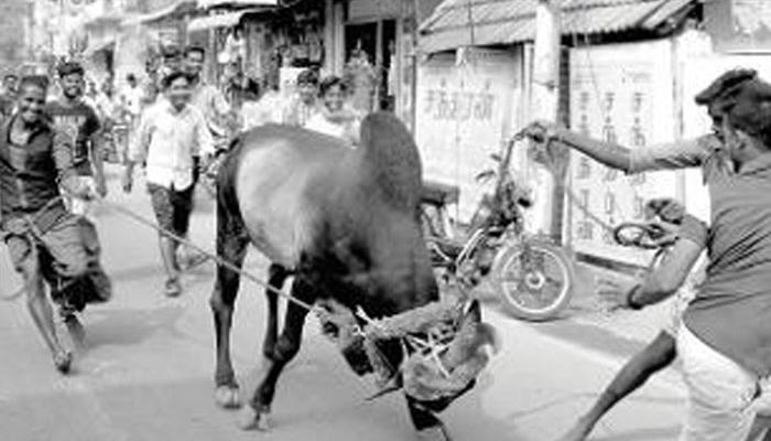 তুমুল বিতর্কের মধ্যেও আজ তামিলনাড়ুতে জাল্লিকাট্টু তুমুল বিতর্কের মধ্যেও আজ তামিলনাড়ুতে জাল্লিকাট্টু