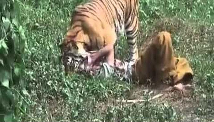 বাঘের সঙ্গে লড়ে সঙ্গীকে ফিরিয়ে আনলেন বাকি দু'জন বাঘের সঙ্গে লড়ে সঙ্গীকে ফিরিয়ে আনলেন বাকি দু'জন