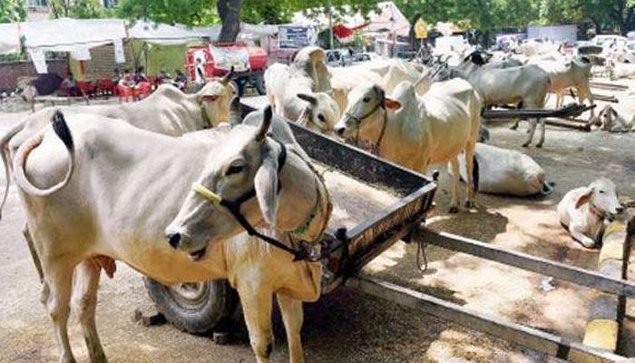 গো-হত্যায় যাবজ্জীবন গুজরাটে গো-হত্যায় যাবজ্জীবন গুজরাটে
