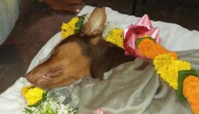 প্রাণ দিয়ে প্রভুকে বাঁচাল কুকুর, আততায়ীর প্রতিটা ছুরির কোপ নিজের শরীরে নিল প্রাণ দিয়ে প্রভুকে বাঁচাল কুকুর, আততায়ীর প্রতিটা ছুরির কোপ নিজের শরীরে নিল