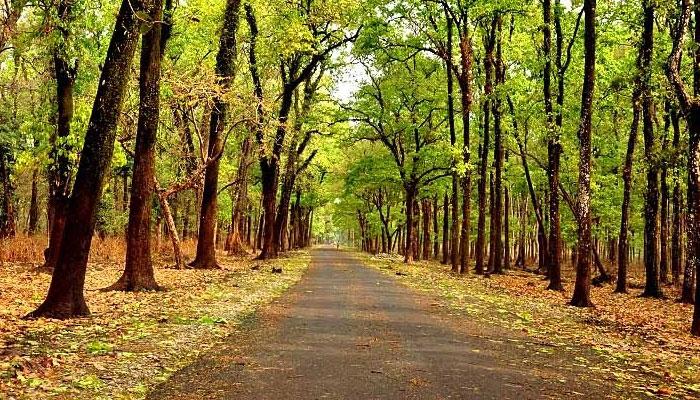 ১৭০টি গাছ কাটার সিদ্ধান্ত, সবুজ ধ্বংসের বিরুদ্ধে সরব ডুয়ার্স ১৭০টি গাছ কাটার সিদ্ধান্ত, সবুজ ধ্বংসের বিরুদ্ধে সরব ডুয়ার্স