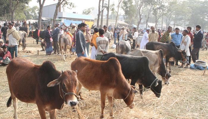অনলাইনে পশু বাজার অনলাইনে পশু বাজার