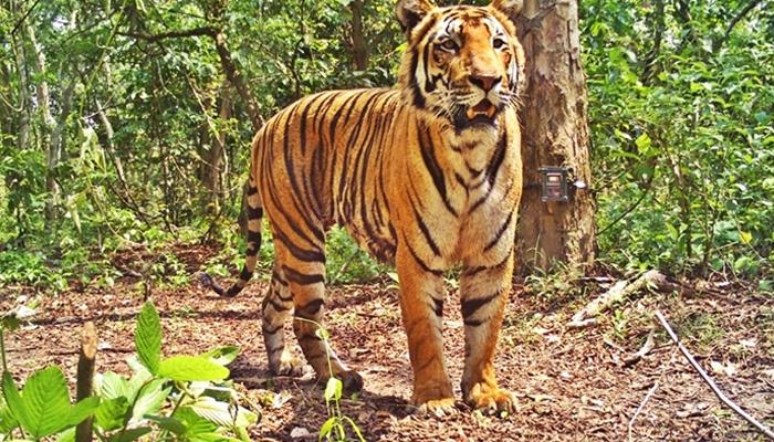 বাঘপ্রেমীদের জন্য এটা নিঃসন্দেহে একটা দারুণ খবর বাঘপ্রেমীদের জন্য এটা নিঃসন্দেহে একটা দারুণ খবর