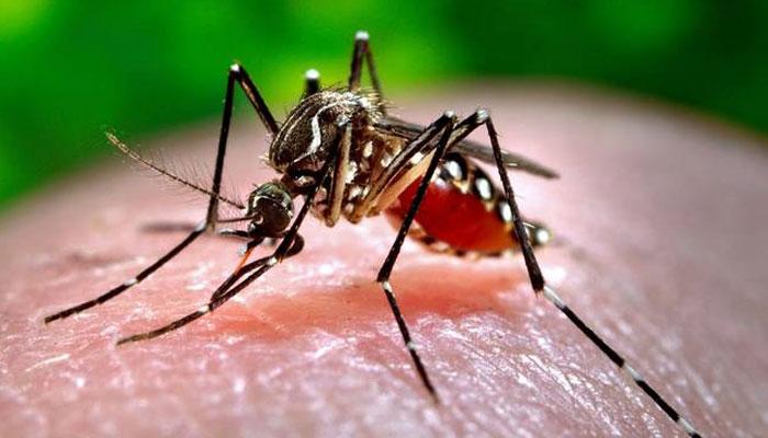 দুর্গাপুরে ডেঙ্গিতে আক্রান্ত হয়ে এক অন্তঃসত্ত্বার মৃত্যু দুর্গাপুরে ডেঙ্গিতে আক্রান্ত হয়ে এক অন্তঃসত্ত্বার মৃত্যু