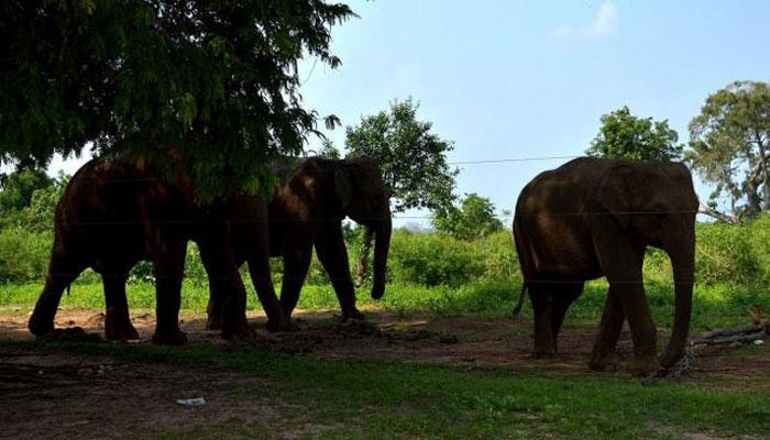 ক্রিকেট মাঠ থেকে মাত্র একশো মিটার দূরে হাতির অভয়ারণ্য! ক্রিকেট মাঠ থেকে মাত্র একশো মিটার দূরে হাতির অভয়ারণ্য!