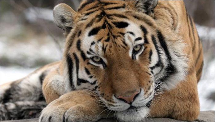 ইন্টারন্যাশনাল টাইগার ডে-তে সুদর্শন পট্টনায়েকের বালি দিয়ে তৈরি বাঘটা দেখেছেন? ইন্টারন্যাশনাল টাইগার ডে-তে সুদর্শন পট্টনায়েকের বালি দিয়ে তৈরি বাঘটা দেখেছেন?