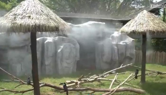 গরমের হাত থেকে পশুদের রক্ষা করার অভিনব প্রচেষ্টা সাংহাই ওয়াইল্ডলাইফ পার্কের, দেখুন ভিডিও গরমের হাত থেকে পশুদের রক্ষা করার অভিনব প্রচেষ্টা সাংহাই ওয়াইল্ডলাইফ পার্কের, দেখুন ভিডিও