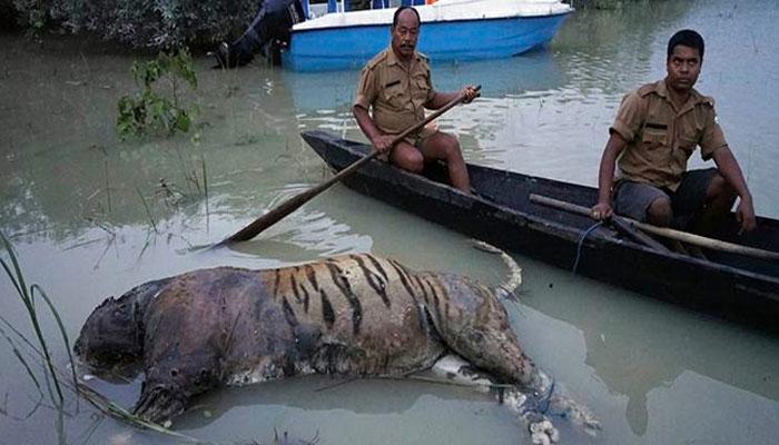 বন্যায় বাঘের মৃত্যু, প্রাণ হারাল ১৭৮ হরিণসহ ১৫টি গণ্ডার বন্যায় বাঘের মৃত্যু, প্রাণ হারাল ১৭৮ হরিণসহ ১৫টি গণ্ডার