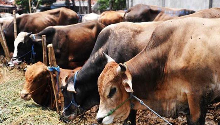 আগ্রায় অ্যাসিড হামলার শিকার গরু, দায়ের হল এফআইআর আগ্রায় অ্যাসিড হামলার শিকার গরু, দায়ের হল এফআইআর