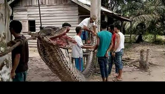 বিশাল অজগরের হামলা রুখে সাপের মাংসে কেটে চড়ুইভাতি ইন্দোনেশিয়ায় বিশাল অজগরের হামলা রুখে সাপের মাংসে কেটে চড়ুইভাতি ইন্দোনেশিয়ায়