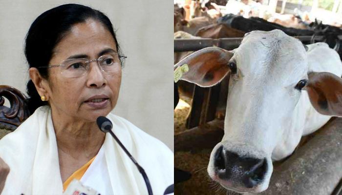 পঞ্চায়েত নির্বাচন আগে জেলায় জেলায় গরু বিলি করবে রাজ্য সরকার পঞ্চায়েত নির্বাচন আগে জেলায় জেলায় গরু বিলি করবে রাজ্য সরকার