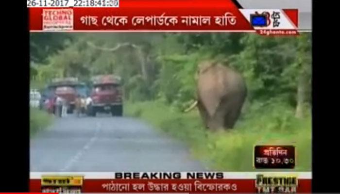 শুঁড়ে পেঁচিয়ে টেনে নামিয়ে লেপার্ড মারল দাঁতাল শুঁড়ে পেঁচিয়ে টেনে নামিয়ে লেপার্ড মারল দাঁতাল