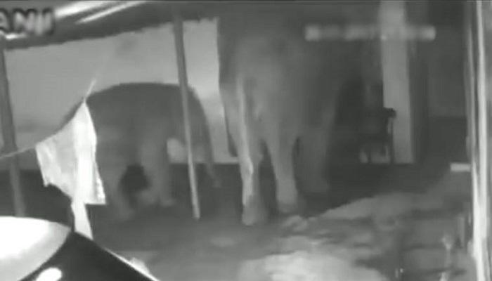 খাবারের সন্ধানে গ্রামে ঢুকে পড়ল হাতি, ভাইরাল ভিডিও খাবারের সন্ধানে গ্রামে ঢুকে পড়ল হাতি, ভাইরাল ভিডিও