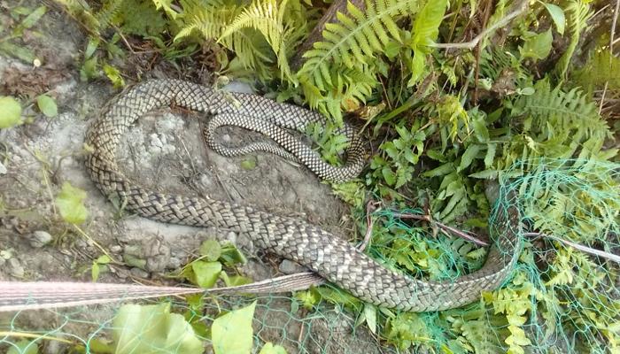 ভিন জায়গায় উদ্ধার অসুস্থ দুই সাপ, দেখা হবে গরুমারায়... ভিন জায়গায় উদ্ধার অসুস্থ দুই সাপ, দেখা হবে গরুমারায়...