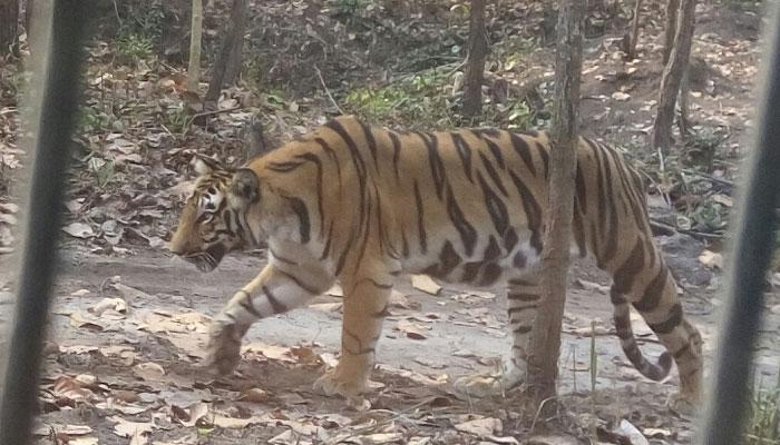 মাত্র ৫০ টাকায় ১৫ মিনিটের জন্য আপনি বাঘের ডেরায় মাত্র ৫০ টাকায় ১৫ মিনিটের জন্য আপনি বাঘের ডেরায়
