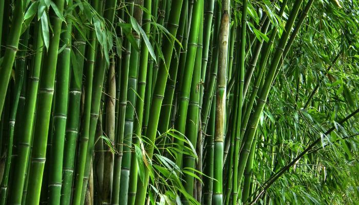 বাঁশ আর গাছ নয়, ৯০ বছর পর আইন বদল মোদী সরকারের বাঁশ আর গাছ নয়, ৯০ বছর পর আইন বদল মোদী সরকারের