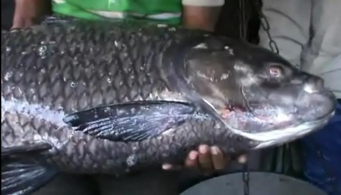 জালে পড়ল ২২ কিলোর জ্যান্ত কাতলা, দেখুন জালে পড়ল ২২ কিলোর জ্যান্ত কাতলা, দেখুন