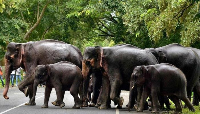 অসমে ফের ট্রেনের ধাক্কায় ৫টি হাতির মৃত্যু অসমে ফের ট্রেনের ধাক্কায় ৫টি হাতির মৃত্যু
