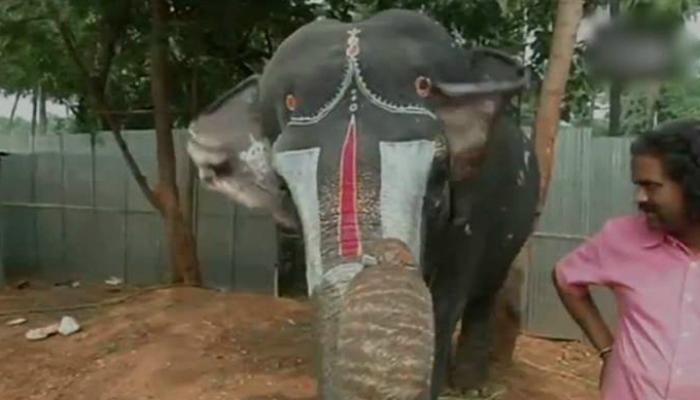 শুঁড় দিয়ে মাউথ অর্গ্যান বাজাচ্ছে গজরাজ! দেখুন ভিডিও শুঁড় দিয়ে মাউথ অর্গ্যান বাজাচ্ছে গজরাজ! দেখুন ভিডিও