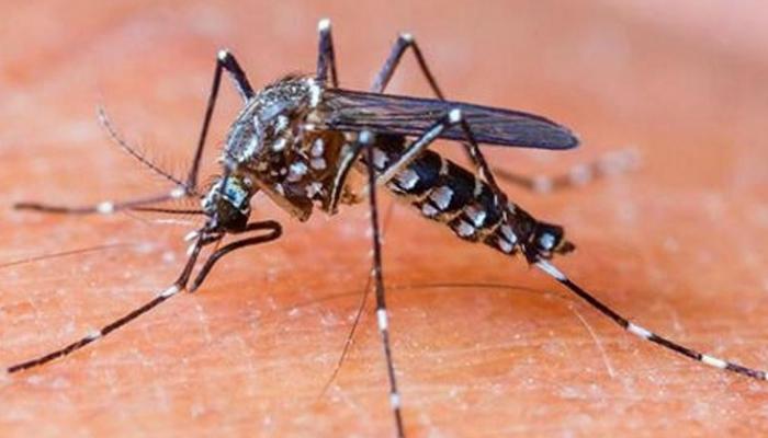 ডেঙ্গি ঠেকাতে মোক্ষম দাওয়াই রাজ্য সরকারের ডেঙ্গি ঠেকাতে মোক্ষম দাওয়াই রাজ্য সরকারের