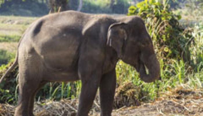 এবার হাতির গলায় রেডিও কলার এবার হাতির গলায় রেডিও কলার