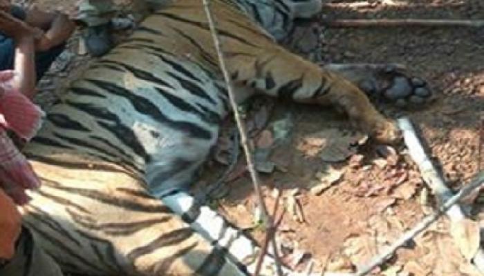 রয়্যাল বেঙ্গলের মৃত্যু ঘিরে 'উত্সব', নিজস্বী তোলার হিড়িক রয়্যাল বেঙ্গলের মৃত্যু ঘিরে 'উত্সব', নিজস্বী তোলার হিড়িক