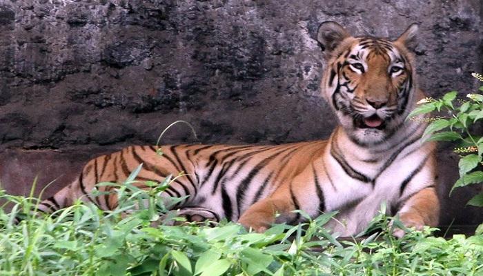 চিড়িয়াখানার বাঘ-সিংহের এঁটো মাংসও কি আমাদের খাবার প্লেটে? চিড়িয়াখানার বাঘ-সিংহের এঁটো মাংসও কি আমাদের খাবার প্লেটে?
