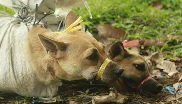 ভাগাড়কাণ্ডের মাঝেই অসমে ধরা পড়ল কুকুরভর্তি ট্রাক ভাগাড়কাণ্ডের মাঝেই অসমে ধরা পড়ল কুকুরভর্তি ট্রাক